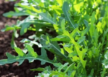 A semente ideal para espaços pequenos que germina rápido mesmo com pouca luz