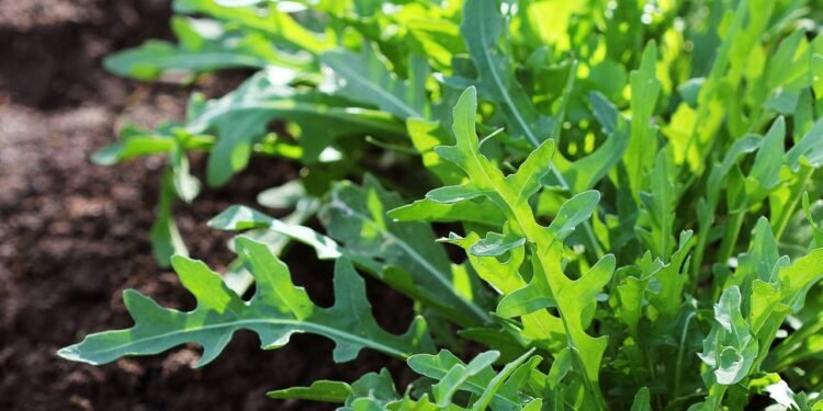 A semente ideal para espaços pequenos que germina rápido mesmo com pouca luz