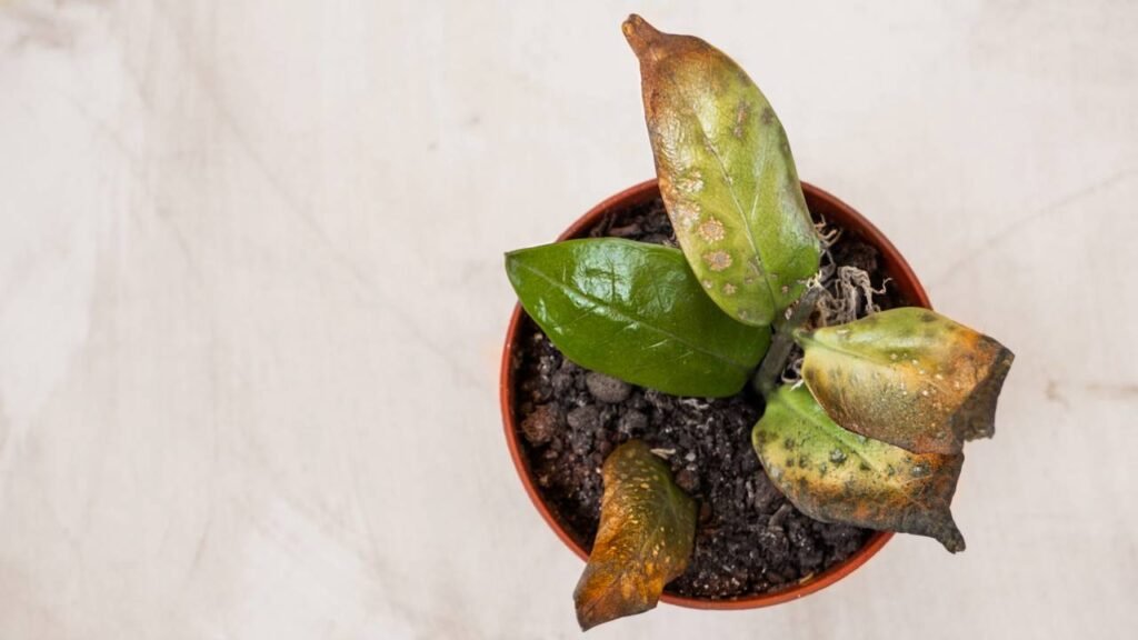 Como saber se a planta está realmente com sede ou só sofrendo com o calor