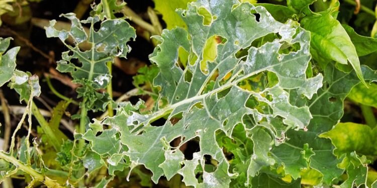 Como saber se sua planta está com queimadura solar ou infestada por pragas