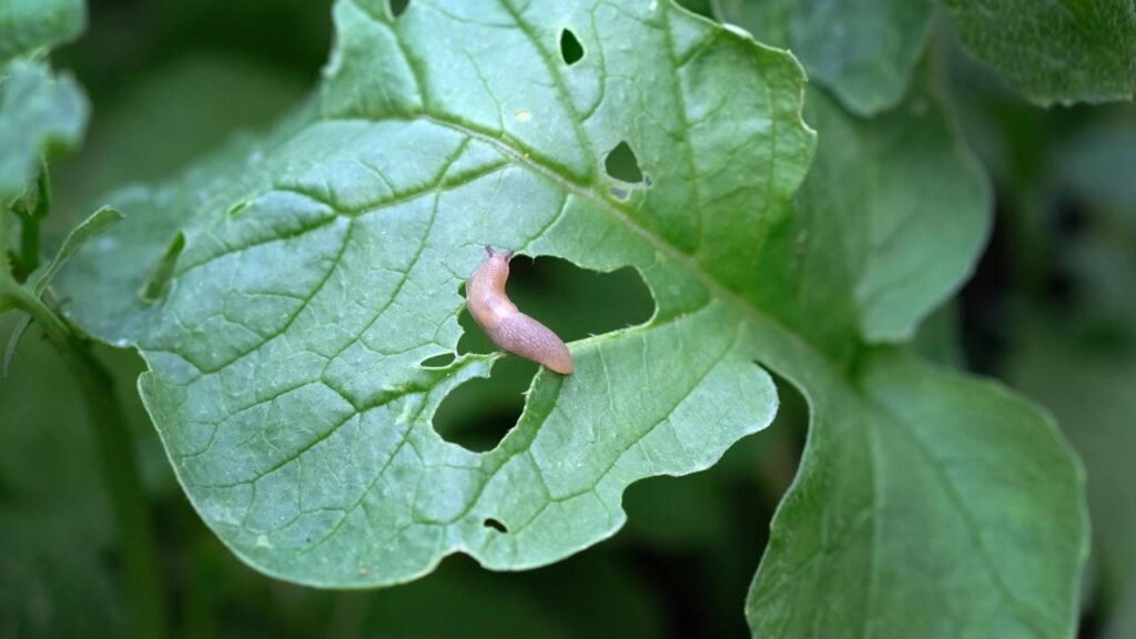 Como saber se sua planta está com queimadura solar ou infestada por pragas