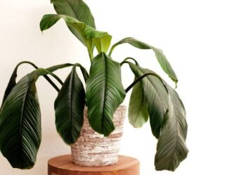 Muita gente perde plantas saudáveis por esse erro nas raízes que ninguém enxerga