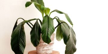 Muita gente perde plantas saudáveis por esse erro nas raízes que ninguém enxerga