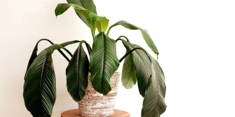 Muita gente perde plantas saudáveis por esse erro nas raízes que ninguém enxerga