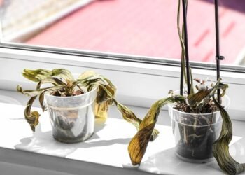 Como recuperar plantas murchas com uma solução caseira e sem gastar nada