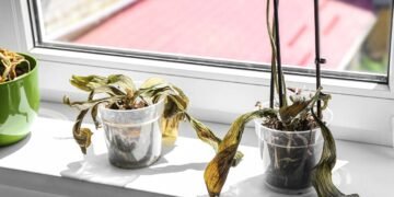 Como recuperar plantas murchas com uma solução caseira e sem gastar nada