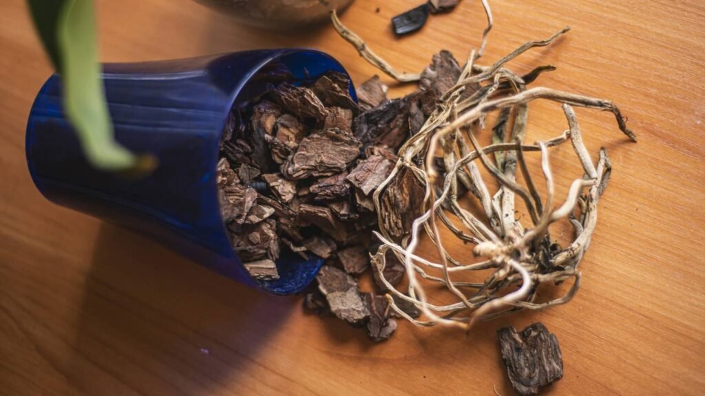 Como recuperar plantas murchas com uma solução caseira e sem gastar nada