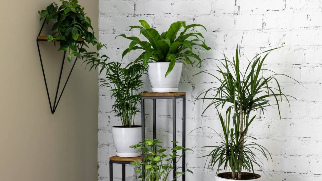 Refresque sua casa no verão com plantas que resistem ao sol e ainda purificam o ar