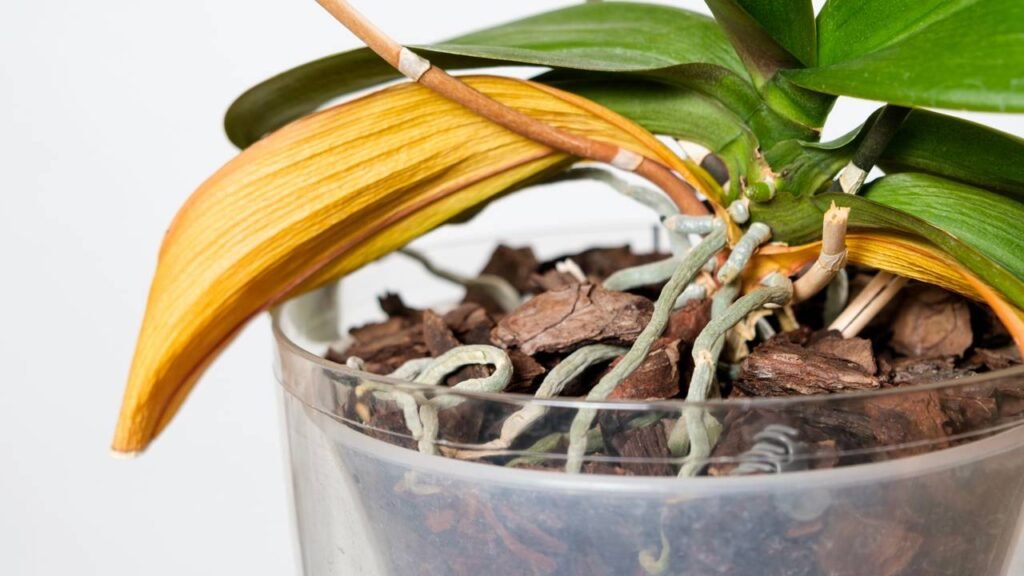 Muita gente perde plantas saudáveis por esse erro nas raízes que ninguém enxerga