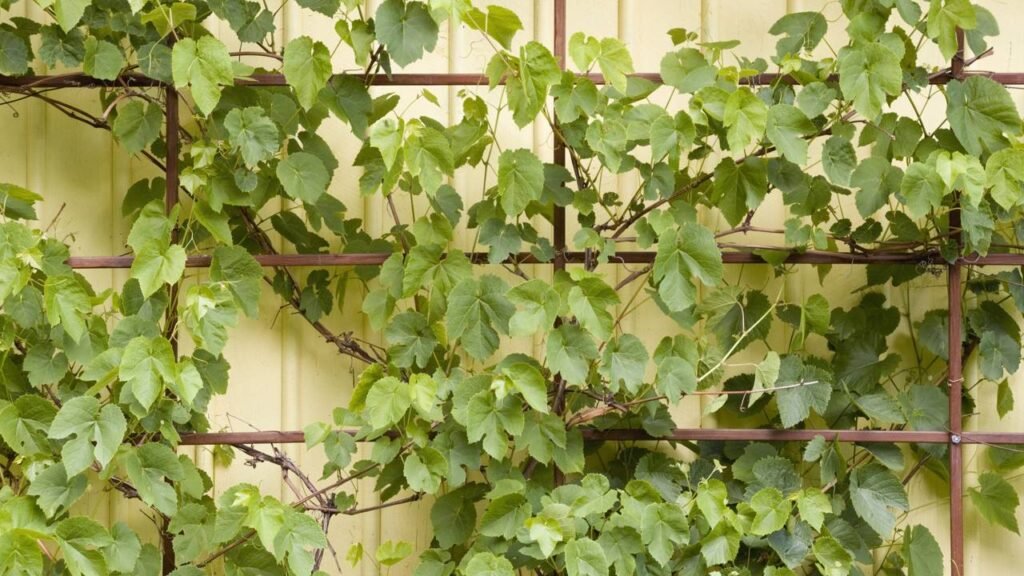 Essas trepadeiras cobrem muros inteiros em semanas e viram cenário de novela
