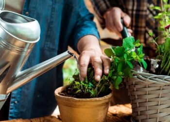 Como saber se a planta está realmente com sede ou só sofrendo com o calor