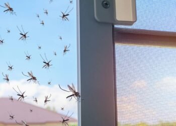 O repelente natural que afasta pernilongos e não faz mal ao seu cachorro ou gato