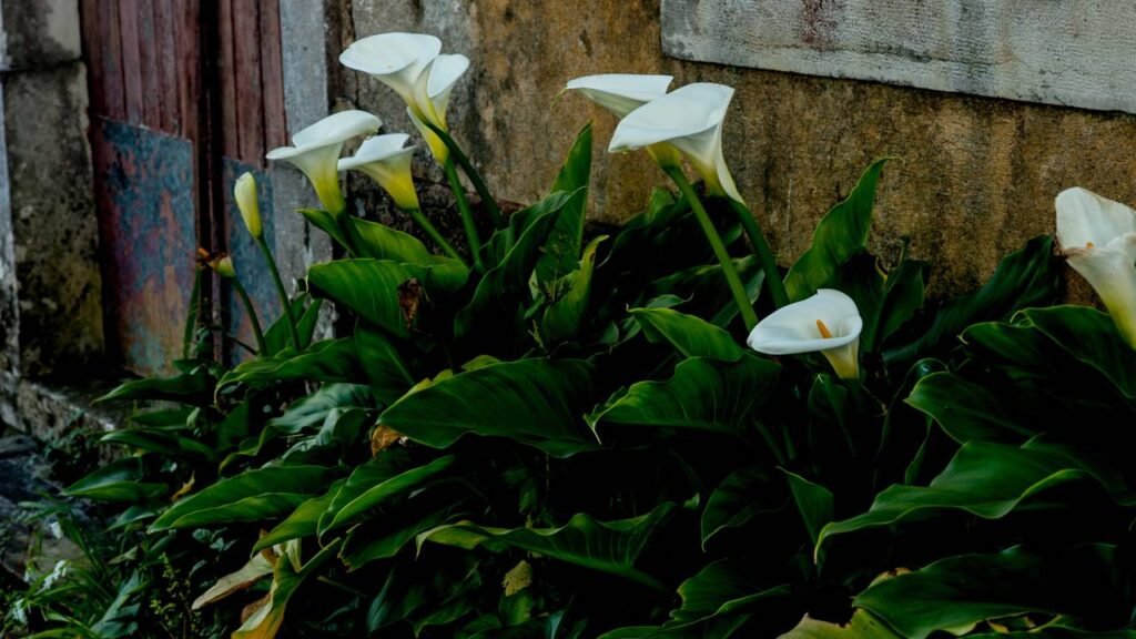 A planta que pode afetar animais e crianças em segundos