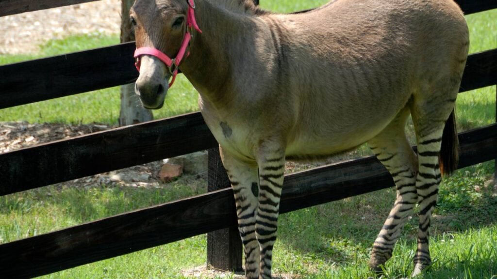 Pouca gente entende como esse híbrido nasce e por que é estéril