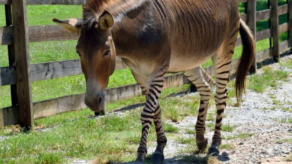 Pouca gente entende como esse híbrido nasce e por que é estéril