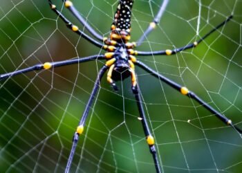 Como criar uma barreira aromática de plantas que afastam aranhas