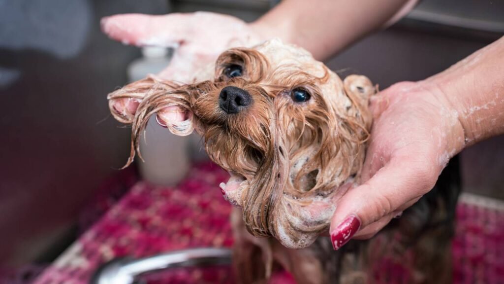 Espaço de banho self-service para cães cresce nas cidades
