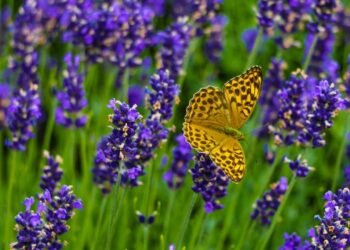 Como cuidar da lavanda e manter flores lindas que atraem borboletas