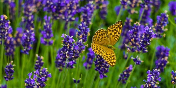 Plantar lavanda no jardim ou em vasos é uma forma prática de atrair borboletas - Créditos: depositphotos.com / kip02kas