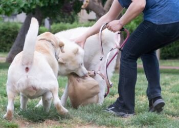 Especialista explica o que você tem que fazer quando seu cão for atacado na rua por outro cão