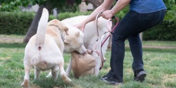 Especialista explica o que você tem que fazer quando seu cão for atacado na rua por outro cão