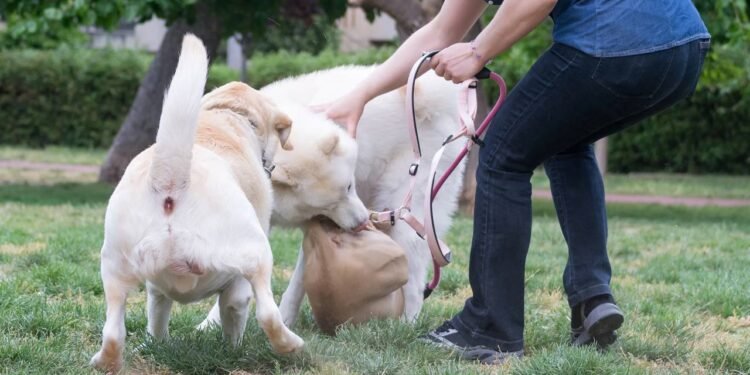 Especialista explica o que você tem que fazer quando seu cão for atacado na rua por outro cão
