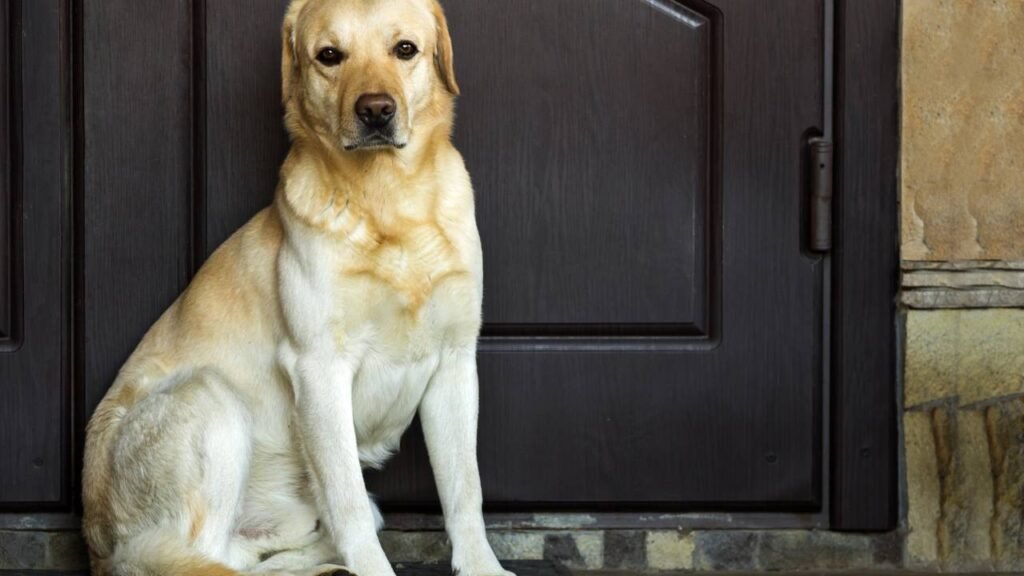 O que significa quando seu cachorro espera por você na porta e por que isso pode ser um problema