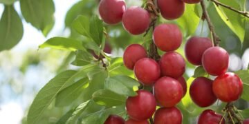Nem laranja e nem acerola, conheça a verdadeira campeã em vitamina C