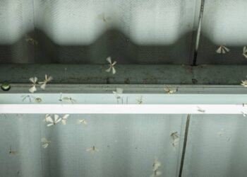 Saiba eliminar de vez o cupim voador da sua casa sem riscos