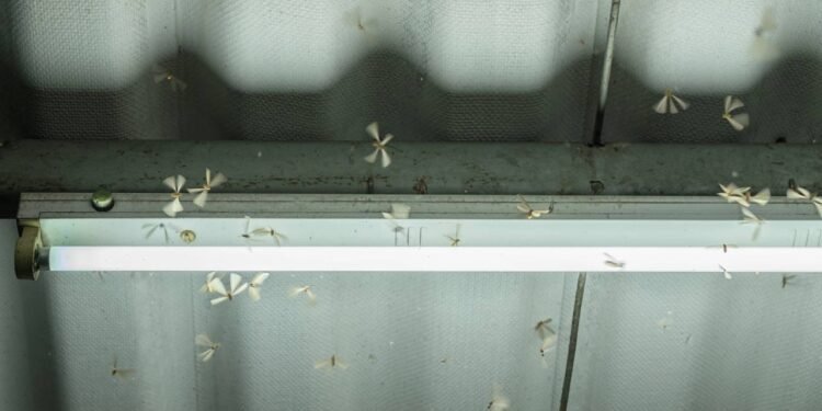 Saiba eliminar de vez o cupim voador da sua casa sem riscos