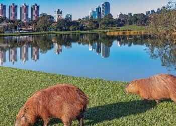 A cidade brasileira onde viver bem com clima europeu virou parte do cotidiano