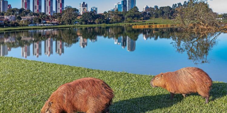 Curitiba se destaca pela organização e infraestrutura eficiente // Créditos: depositphotos.com / alfonsoperez