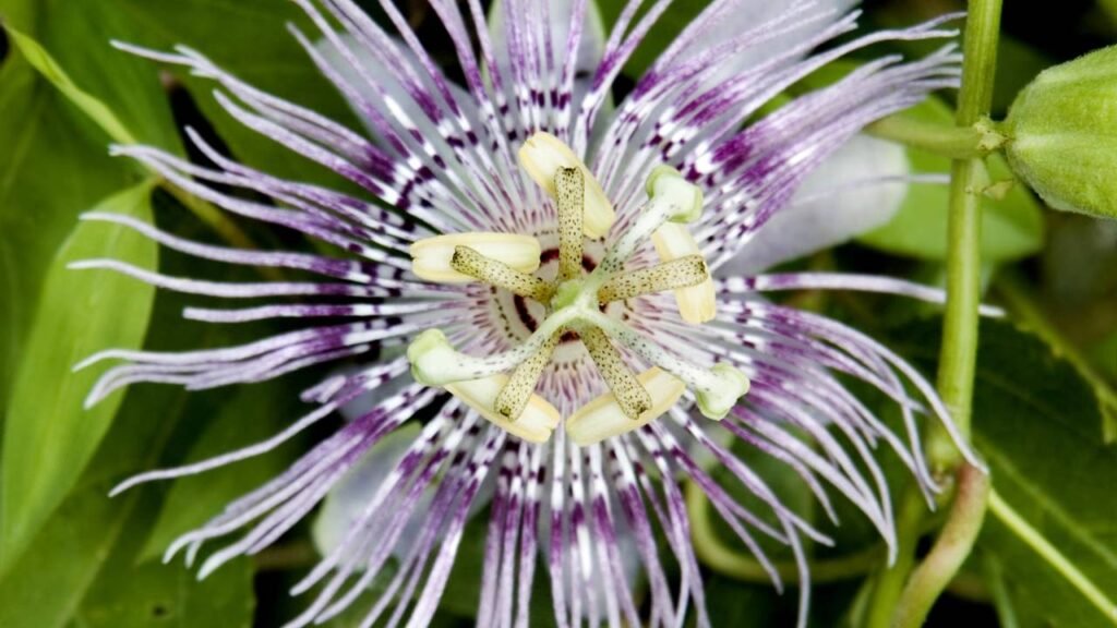 Nem jasmim, nem margaridas! Essa é a planta com flores elegantes que regula a pressão e o estresse