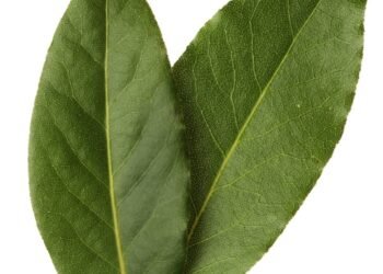 Por que ferver folhas de louro purifica o ambiente