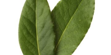 Por que ferver folhas de louro purifica o ambiente