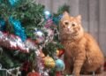 Nada de armadilhas complicadas, aprenda o truque para impedir que seu gato derrube ou quebre a árvore de Natal