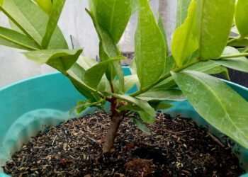 Goiaba em vaso produz? Saiba como ter frutas frescas no apartamento hoje