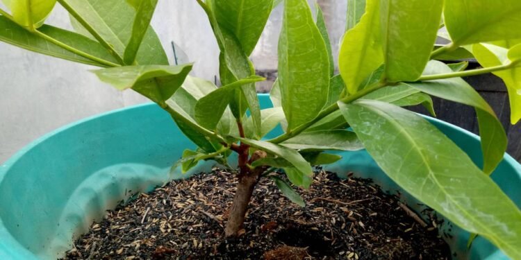 Imagine colher uma goiaba madura e cheirosa direto do quintal, preparar um suco gelado - Créditos: depositphotos.com / Aulia1