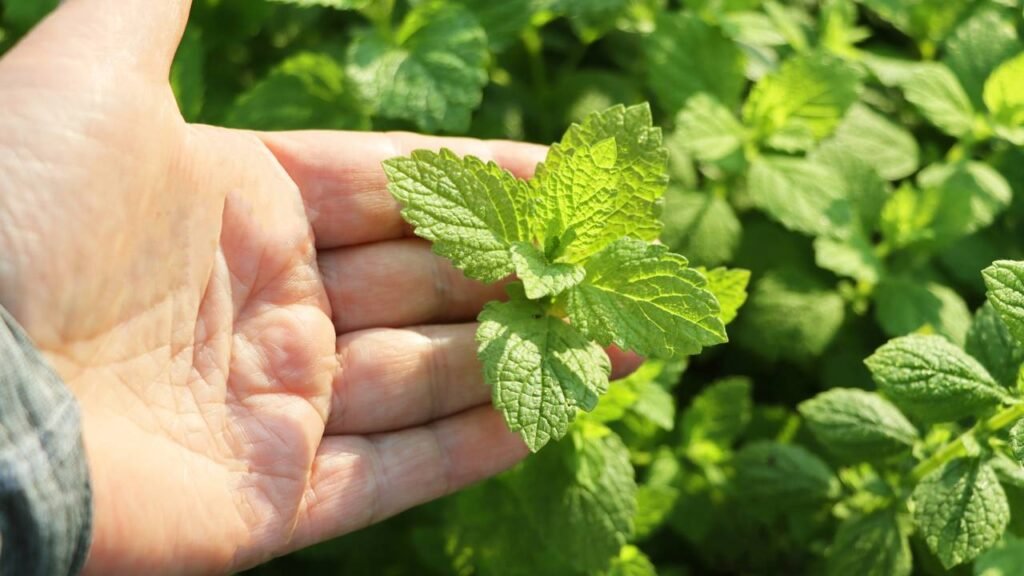 As ervas que explodem de crescer no verão e ainda ficam mais aromáticas no calor