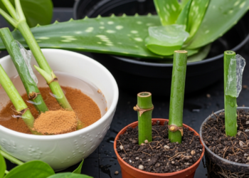 Morria e não sabia! Esse truque ajuda a enraizar qualquer galho