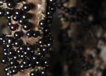 Morria e não sabia que só uma colher desse adubo caseiro já faz a jabuticaba crescer o ano todo