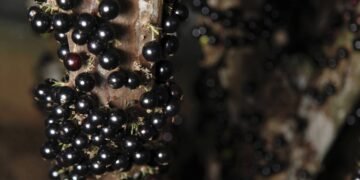 Morria e não sabia que só uma colher desse adubo caseiro já faz a jabuticaba crescer o ano todo