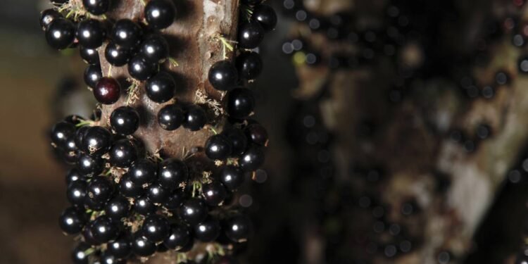 Morria e não sabia que só uma colher desse adubo caseiro já faz a jabuticaba crescer o ano todo