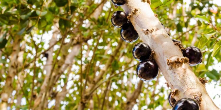 Passo a passo para colher frutas frescas da suas árvores frutífera direto do VASO