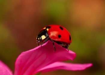 O predador natural que salva sua horta da infestação de pulgões sem custar nada