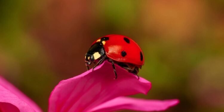 As joaninhas são reconhecidas como aliadas importantes no controle de pragas- Créditos: depositphotos.com / Blackdiamond67