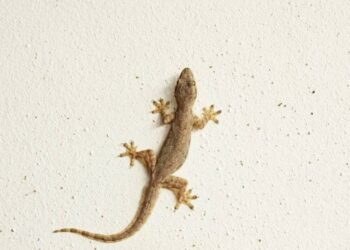 Essa receita caseira vai espantar as lagatixas da sua casa!