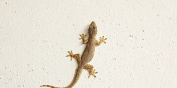 Essa receita caseira vai espantar as lagatixas da sua casa!