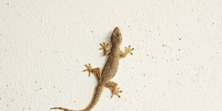 Essa receita caseira vai espantar as lagatixas da sua casa!