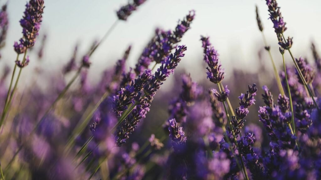 Cansado de mosquitos no verão? Essas plantas resolvem e ainda perfumam o ambiente